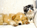 pes a kotě
